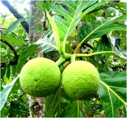 breadfruit